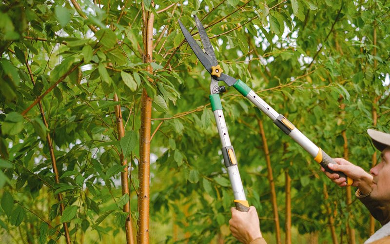 Tree trimming in Greeley, IA