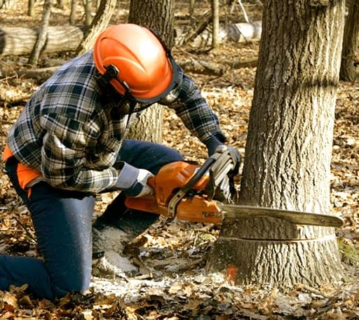 Tree Removal in Greeley, IA